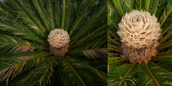 [Two photos spliced together. On the left is a view of the bloom and the leaves. On the right is a close view of the tan center with a multitude of layers peeling away from the center. This sits atop a light brown base of sorts.]